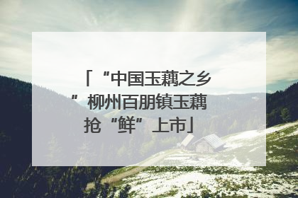 “中国玉藕之乡”柳州百朋镇玉藕抢“鲜”上市