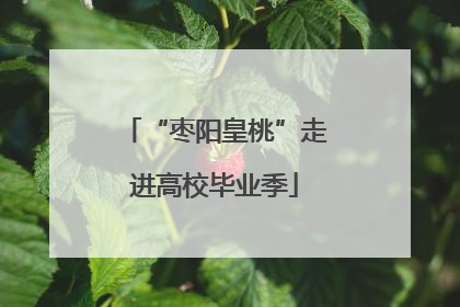 “枣阳皇桃”走进高校毕业季
