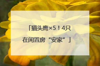 猫头鹰×5！4只在闲置房“安家”