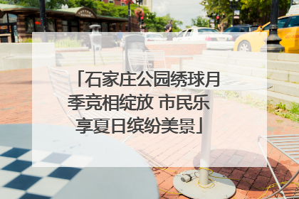 石家庄公园绣球月季竞相绽放 市民乐享夏日缤纷美景