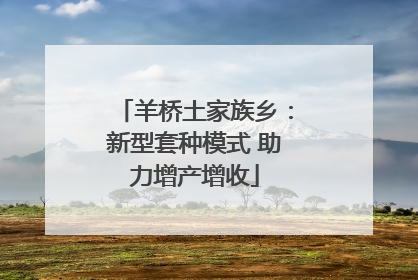 羊桥土家族乡：新型套种模式 助力增产增收