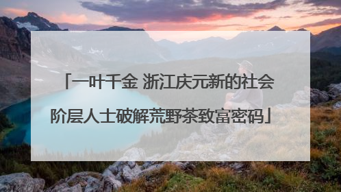 一叶千金 浙江庆元新的社会阶层人士破解荒野茶致富密码