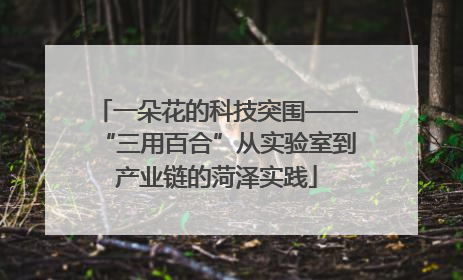 一朵花的科技突围——“三用百合”从实验室到产业链的菏泽实践