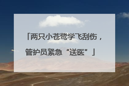 两只小苍鹭学飞刮伤，管护员紧急“送医”