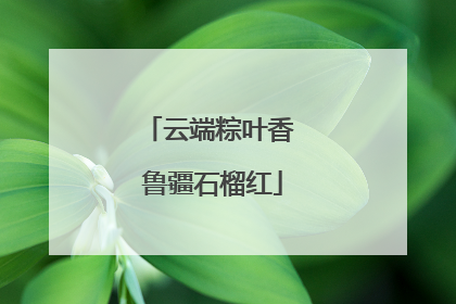 云端粽叶香 鲁疆石榴红