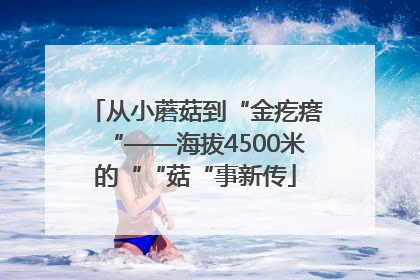 从小蘑菇到“金疙瘩“——海拔4500米的““菇“事新传