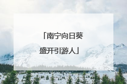 南宁向日葵盛开引游人