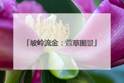 坡岭流金：萱草图景