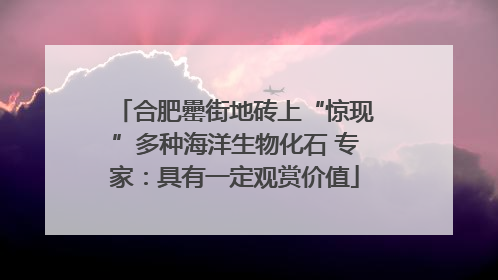 合肥罍街地砖上“惊现”多种海洋生物化石 专家：具有一定观赏价值