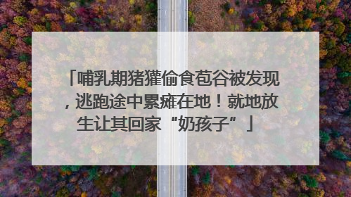 哺乳期猪獾偷食苞谷被发现，逃跑途中累瘫在地！就地放生让其回家“奶孩子”