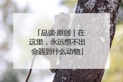 品读·原创｜在这里，永远想不出会遇到什么动物