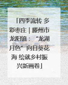 四季流转 多彩枣庄｜滕州市龙阳镇：“龙湖月色”向日葵花海 绘就乡村振兴新画卷