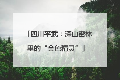 四川平武：深山密林里的“金色精灵”