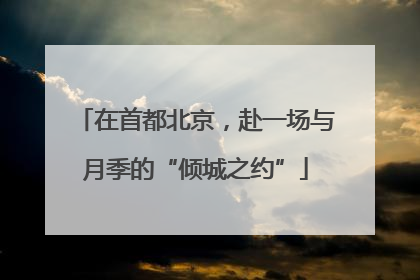 在首都北京，赴一场与月季的“倾城之约”