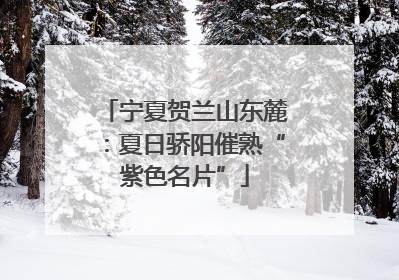 宁夏贺兰山东麓：夏日骄阳催熟“紫色名片”
