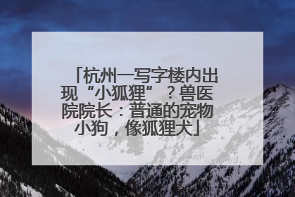 杭州一写字楼内出现“小狐狸”？兽医院院长：普通的宠物小狗，像狐狸犬