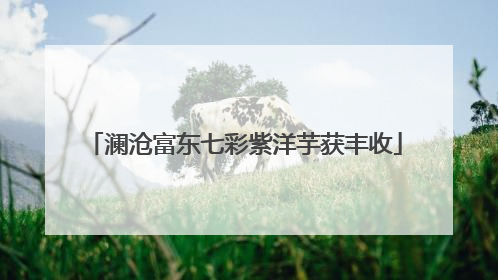 澜沧富东七彩紫洋芋获丰收