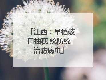 江西：早稻破口抽穗 统防统治防病虫