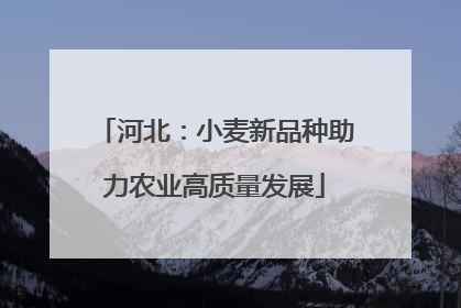 河北：小麦新品种助力农业高质量发展