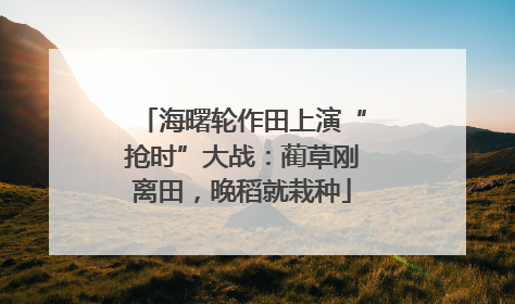 海曙轮作田上演“抢时”大战：蔺草刚离田，晚稻就栽种
