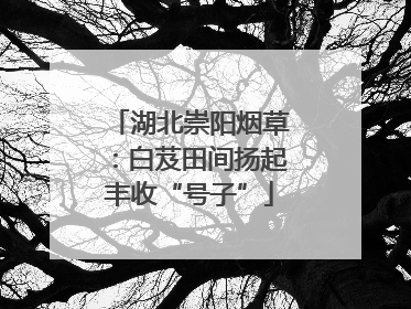 湖北崇阳烟草：白芨田间扬起丰收“号子”