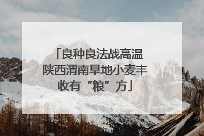 良种良法战高温 陕西渭南旱地小麦丰收有“粮”方