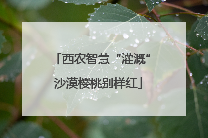 西农智慧“灌溉” 沙漠樱桃别样红