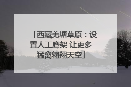 西藏羌塘草原：设置人工鹰架 让更多猛禽翱翔天空