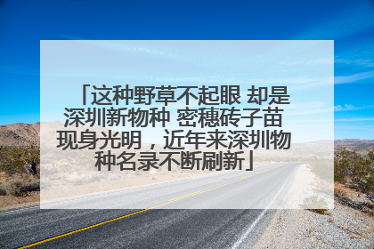 这种野草不起眼 却是深圳新物种 密穗砖子苗现身光明，近年来深圳物种名录不断刷新