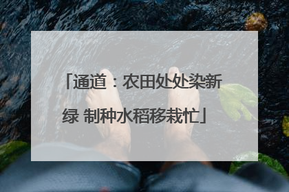 通道：农田处处染新绿 制种水稻移栽忙