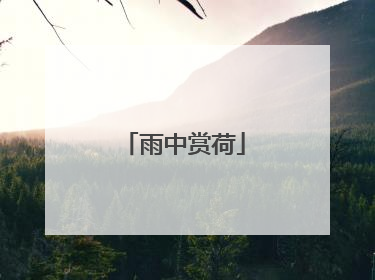 雨中赏荷