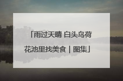 雨过天晴 白头鸟荷花池里找美食｜图集
