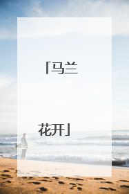 马兰花开
